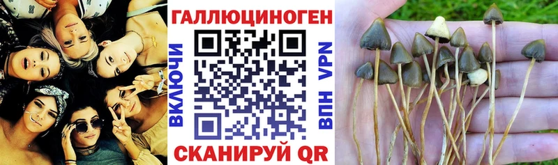 Галлюциногенные грибы Psilocybe  Мосальск 